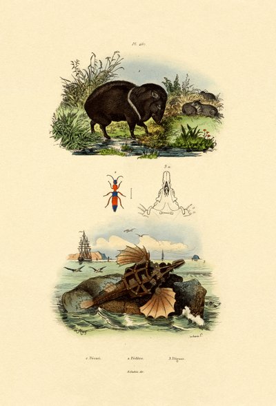 Collared Peccary by French School